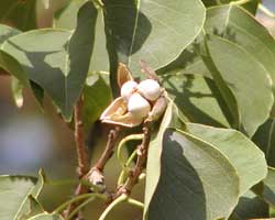 �i���L���n�[