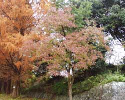 �i���L���n�[