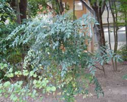 �i���e��