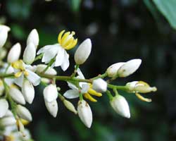 �i���e���̎�