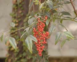 �i���e���̎�