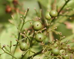 �i���e���̎�