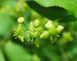 �j�V�L�M�̎}