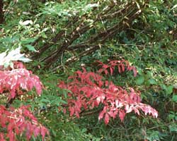 �j�V�L�M�̊�