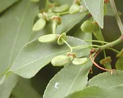 �j�V�L�M�̊�