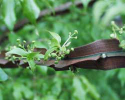 �j�V�L�M�̊�