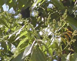 �j���E���V�̂ڂ�