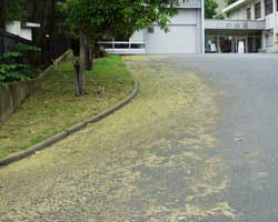 �j���E���V�̂ڂ�