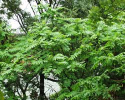 �I�j�O���~