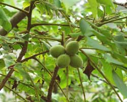 �I�j�O���~