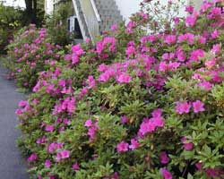 �I�I�����T�L�̉�