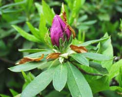 �I�I�����T�L�̉�