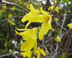 �����M���E�̉�