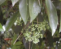 �T���S�W��