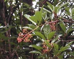 �T���S�W��