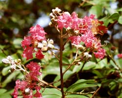 �T���X�x��