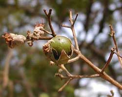 �T���X�x��