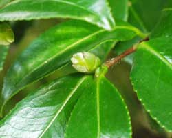 �T�U���J�̂ڂ�