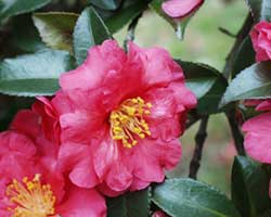 �T�U���J�̉�