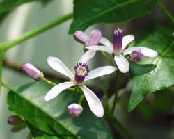 �Z���_���̉�