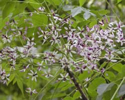 �Z���_���̉�