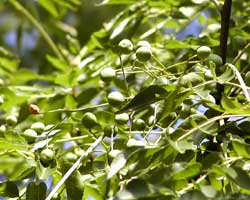 �Z���_���̎�