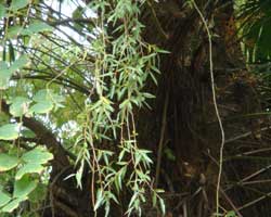 �V�_�����i�M