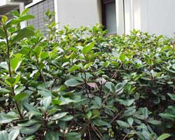 �V�������o�C�̉�