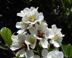 �V�������o�C