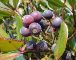 �V�������o�C�̉�