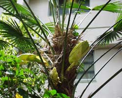 �V�����̂ڂ�