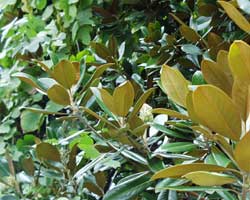 �^�C�T���{�N�̗t