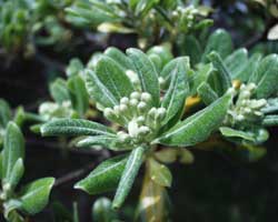 �g�x���̂ڂ�