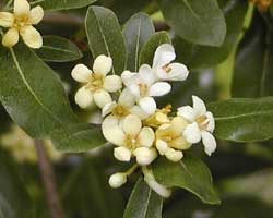 �g�x���̉�