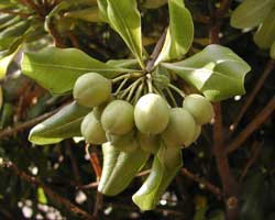 �g�x���̎�