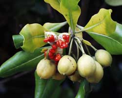 �g�x���̎�