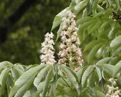 �g�`�m�L�̉�