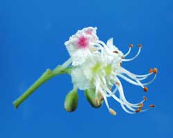 �g�`�m�L�̉�