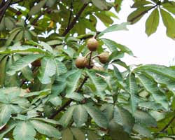 �g�`�m�L�̉�