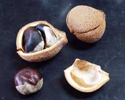 �g�`�m�L�̉�