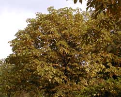 �g�`�m�L�̉�