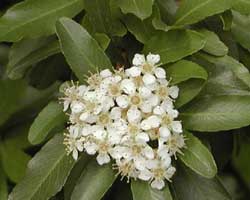 �g�L���T���U�V�̉�