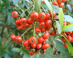 �g�L���T���U�V�̉�