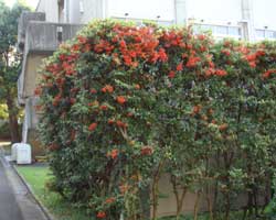 �g�L���T���U�V�̎�