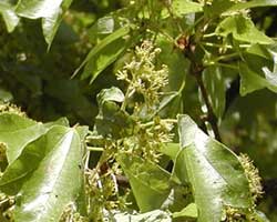 �g�E�J�G�f�̉�