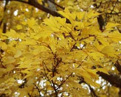 �g�E�J�G�f�̗t