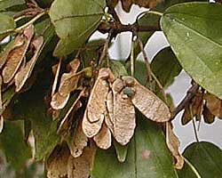 �g�E�J�G�f�̎�