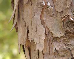 �g�E�J�G�f�̎���