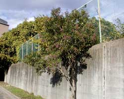 �g�E�l�Y�~���`