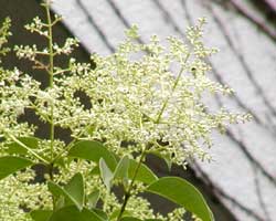 �g�E�l�Y�~���`�̉�